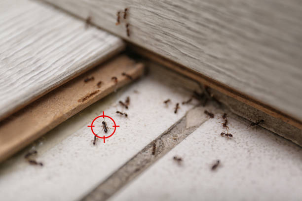 Best Wasp Removal Services  in Alma, AR