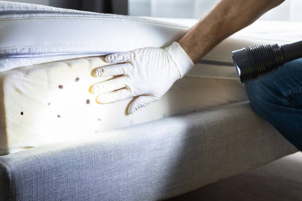 Best Local Pest Control Services  in Alma, AR